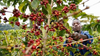 Almost Isn't Good Enough: Zimbabwe's Coffee Problem