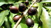 West Africa Threw This Coffee Away: The Stenophylla Story