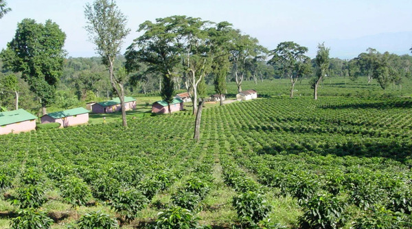 Certified Success, But For Whom? Tanzania's Coffee Awards and the Question No One's Asking