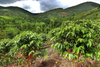 Africa's Top 10 2025 Season Coffee-Producing Nations