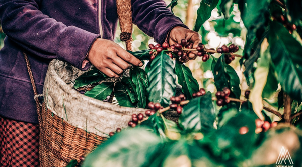 The French Roast Secret: Cameroon's Hidden Coffee Story