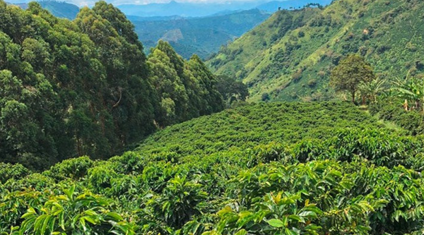 The Congo Gives Your Flat White Its Soul. The World Gives Almost Nothing Back.