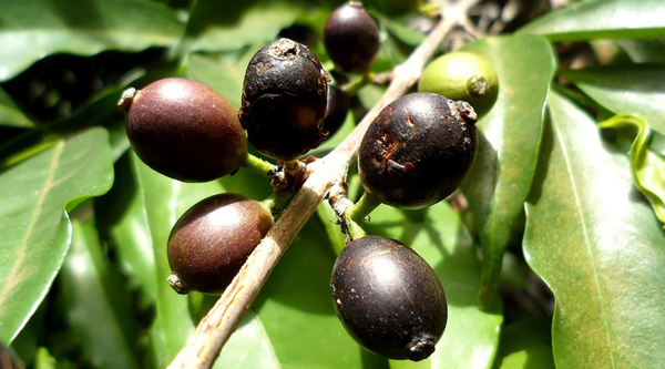 West Africa Threw This Coffee Away: The Stenophylla Story