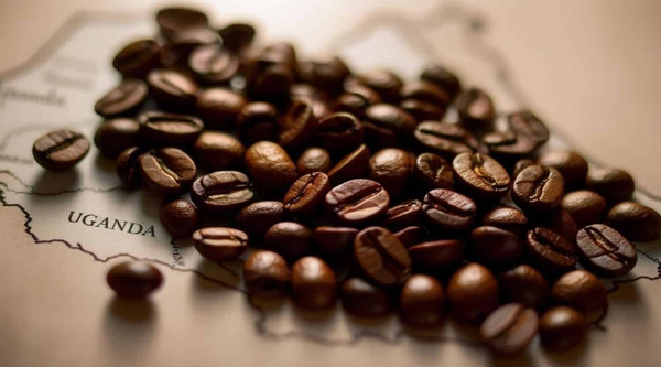 $16 a Month: The Price of Being on the Global Coffee Menu - Uganda